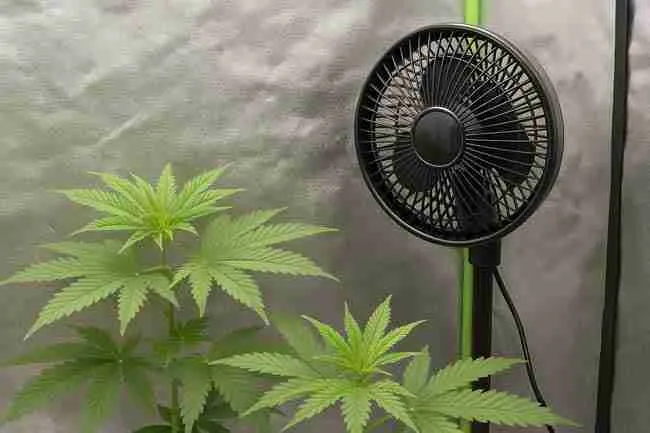 Horizontal image of cannabis plants in a grow tent with an oscillating fan above the canopy showing airflow importance.