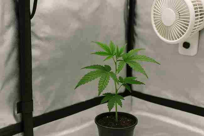 Healthy cannabis clone growing in small quarantine tent with reflective walls and fan, symbolizing 21-day isolation protocol for pest prevention and observation.