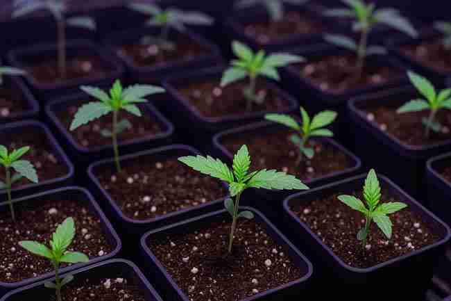 Cannabis seedlings germinating in labeled pots filled with clean soil under gentle LED light, showing early growth stages in a sterile quarantine environment.