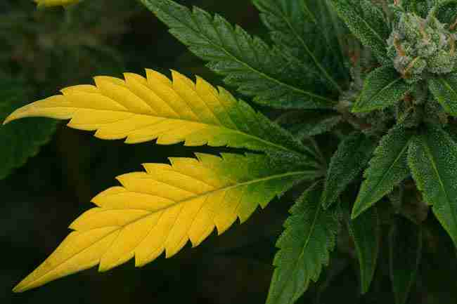 Macro image of cannabis leaves showing yellow fade beside green leaves, highlighting chlorophyll breakdown, senescence, and flavor development during late flowering.
