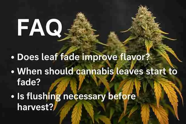 Grower sitting beside hanging cannabis branches writing FAQs in a notebook surrounded by cured buds and tools, symbolizing cannabis flushing FAQs about leaf fade, flavor, and nutrient cut off timing.