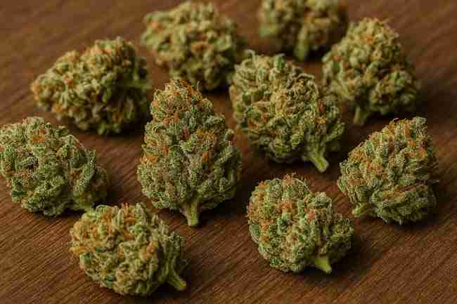 Horizontal photo of dried cannabis buds arranged neatly on a wooden surface symbolizing results comparison from multiple nutrient test groups A, B, and C.