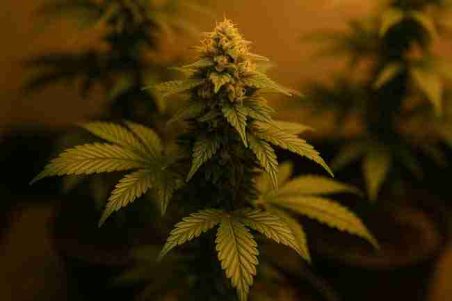 Horizontal photo of a healthy cannabis plant in warm indoor light representing common grower questions about nutrient comparison and cannabis AB test design.