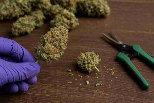 Close-up of a gloved hand holding a frosty cannabis bud beside trimming scissors on a table, illustrating trichome preservation harvest tools in use.