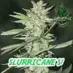 Slurricane S1 Cannabis Seed Product Image