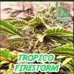 Tropico Firestorm Cannabis Seeds Product Image