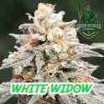 White Widow Cannabis Seeds Product Image