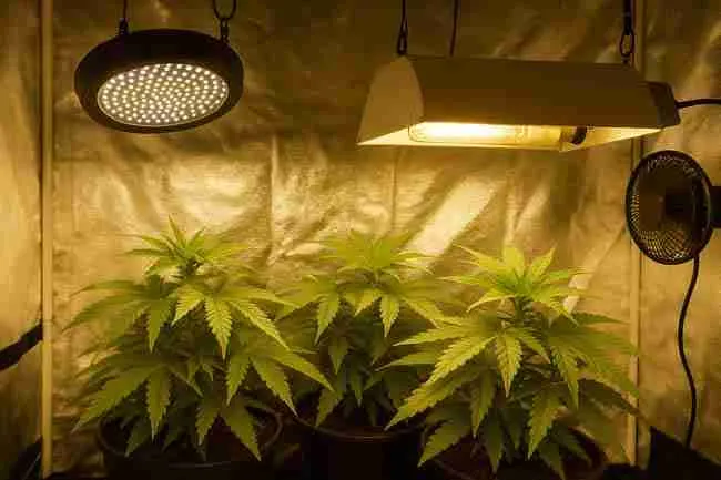Indoor cannabis grow tent with LED lighting, fan, and carbon filter showing organized stealth grow room specifications for airflow, noise, and light control.