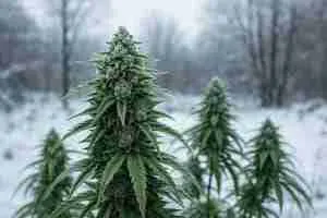 Frost-covered cannabis plants standing tall outdoors in a cold, snowy landscape, highlighting winter conditions for cold climate curing.