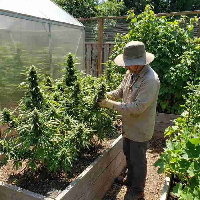 A man in a garden growing cannabis plants