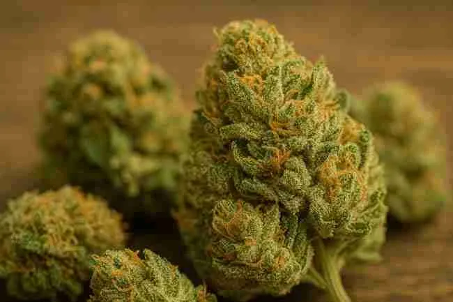 Horizontal close-up image of dense, frosty cannabis buds with orange pistils on a wooden surface, representing detailed plant observation during sensor setup and calibration steps.