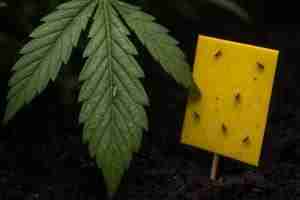 Close-up of a cannabis leaf showing silver thrips feeding damage beside a yellow sticky card placed in soil capturing adult fungus gnats and thrips.
