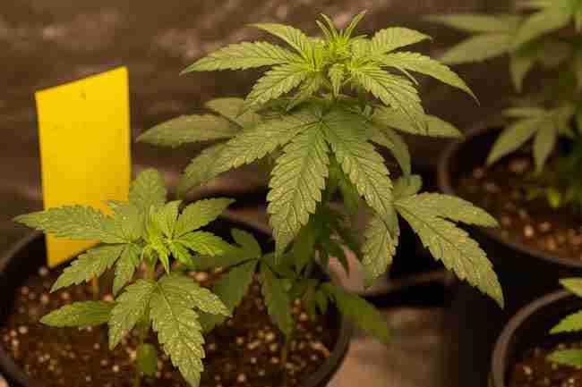 Indoor cannabis plants in early vegetative stage showing visible thrips damage on older leaves with a yellow sticky trap placed in the soil for active thrips cannabis control monitoring.