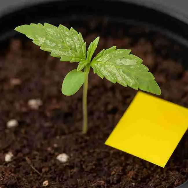 Split comparison of cannabis leaves showing fungus gnat damage as small yellow speckling on one leaf and thrips damage as silvery streaks and scarring on another leaf for visual pest identification.
