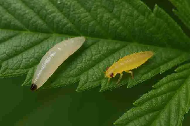 Macro view of fungus gnat larva and thrips larva side by side on a cannabis leaf, highlighting body shape and size differences for pest identification.