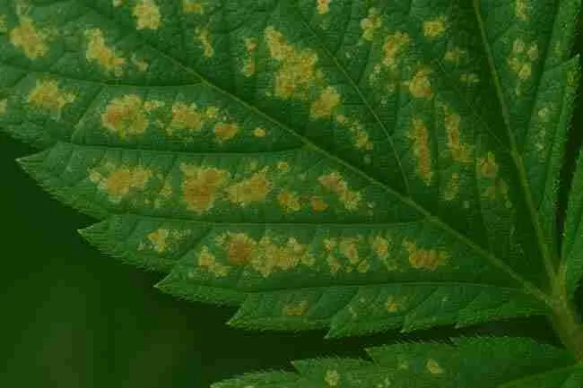 Young cannabis seedling with pale, silvery feeding scars on leaves caused by thrips damage during early vegetative growth.