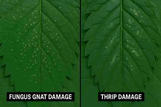 image showing the damage on a cannabis leaf for each one with the type of damage under each type of damage for thrips and fungus gnats