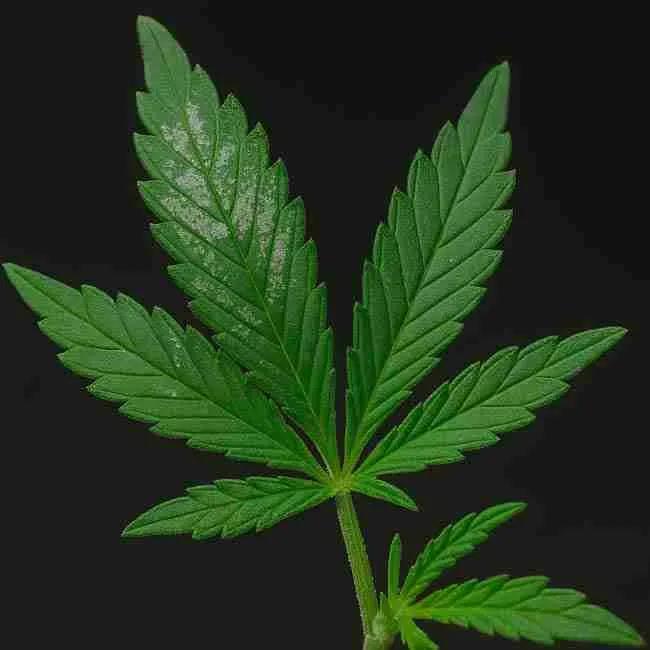 Close-up of a cannabis leaf showing silvery streaks and surface scarring caused by active thrips feeding damage.