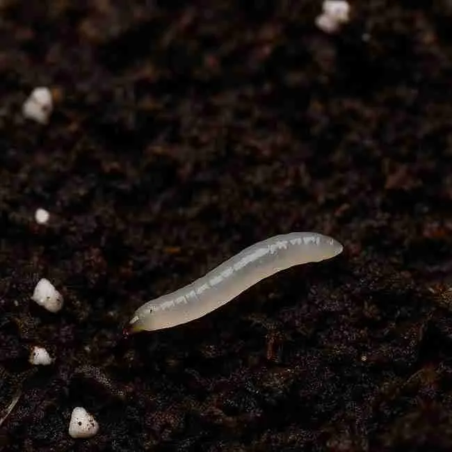 Macro view of a translucent fungus gnat larva with a dark head crawling through moist cannabis potting soil, illustrating the underground larval stage.