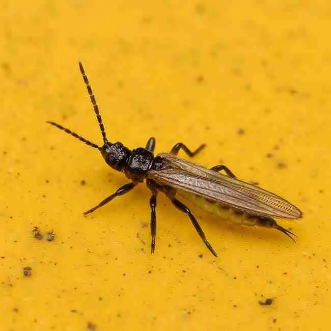 Macro close-up of an adult thrip stuck to a yellow sticky trap, clearly showing its slender body, antennae, and transparent wings used for thrips cannabis control monitoring.