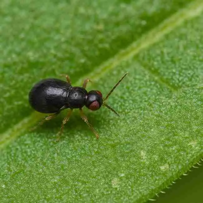 Macro close-up of a beneficial predatory soil insect on a green cannabis leaf, illustrating natural predators used for thrips cannabis control and fungus gnat management.