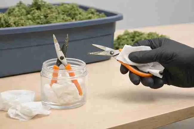 Horizontal close-up photo of cannabis trimming scissors being cleaned with alcohol wipes during a trim session, showing sticky resin buildup removal to maintain sharp blades and reduce hand fatigue.