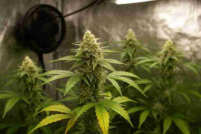 Indoor cannabis plants under grow lights with a visible oscillating fan, illustrating a controlled setup for designing a structured cannabis stress testing plan.