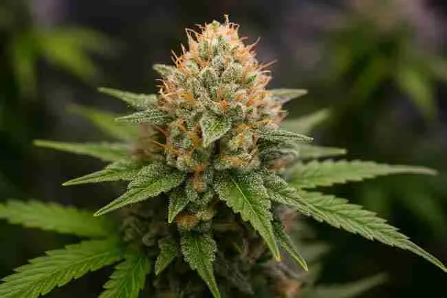 Trichome-covered cannabis bud with orange pistils and layered leaves, illustrating late-flower inspection during hermie risk testing in cannabis stress testing.