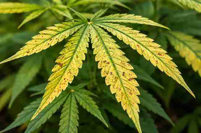 Cannabis leaf with yellowing between veins and rust spots showing magnesium deficiency symptoms for Epsom salt cannabis plants section