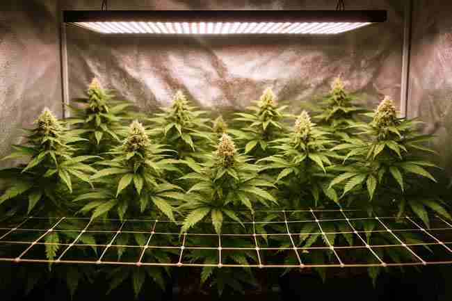 SCROG-trained cannabis plants in full flower under a bright LED grow light inside a reflective grow tent, showing how plant training maximizes canopy coverage and improves cannabis yield per kWh.
