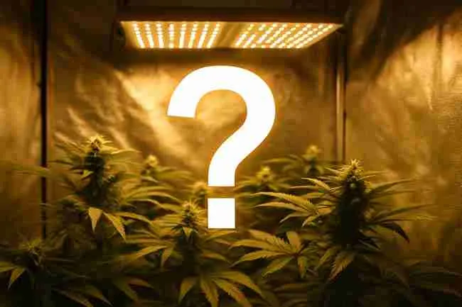 Indoor cannabis plants growing under LED lighting inside a reflective grow tent with a large glowing question mark in the center, symbolizing common questions about improving cannabis yield per kWh.
