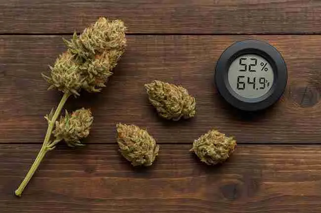 Horizontal image of cannabis buds and a digital hygrometer on a rustic wooden surface, showing humidity and temperature readings for safely rehydrating dry cannabis.