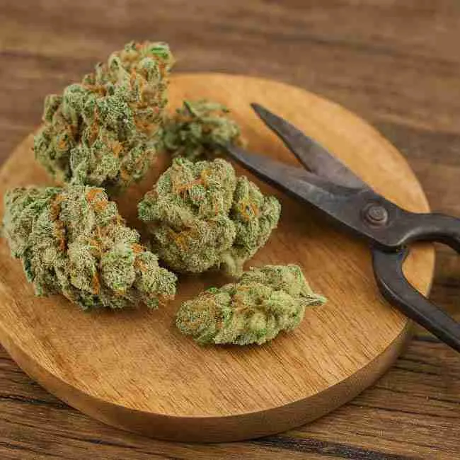 Horizontal close-up image of trimmed cannabis buds on a wooden board beside pruning scissors, showing preparation steps before rehydrating dry cannabis.