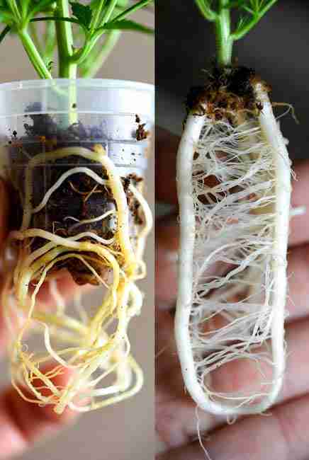 Side-by-side: air-pruned dense fibrous cannabis roots in oxygenated fabric pot vs circling anaerobic roots in plastic – key visual for cannabis root oxygenation success and preventing root-bound issues