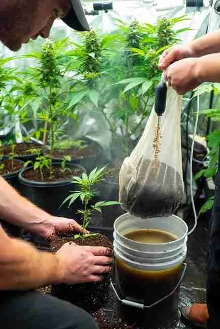 "Grower brewing aerated vermicompost tea in a 5-gallon bucket with mesh bag of worm castings, airstone, air pump, and molasses – perfect for diluting 1:10–1:20 and applying as soil drench or foliar spray in worm composting cannabis cultivation at Green Avenger Seeds"