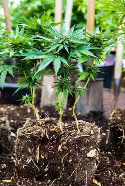 "Close-up of vigorous cannabis plants showing enhanced root development and dense foliage thanks to vermicompost from worm bins for cannabis – slow-release nutrients, better soil biology, and no burn risk in organic cannabis grows"