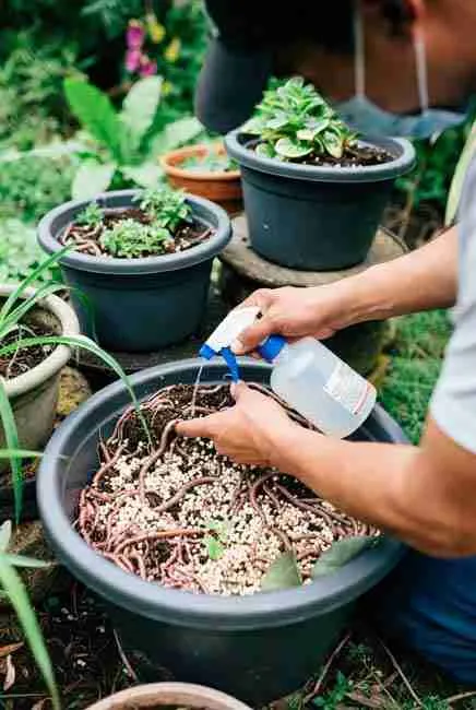 "Hands checking and misting moisture in a thriving worm bin full of red wiggler worms during weekly maintenance – key step in worm composting cannabis cultivation and keeping worm bins for cannabis healthy at Green Avenger Seeds"