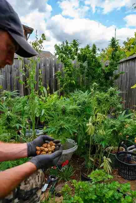 Harvesting and testing custom cannabis creations: experienced cultivator in outdoor backyard holding handful of ripe cannabis seeds, inspecting among dense green cannabis plants under blue sky, demonstrating smoke testing and iteration process for home cannabis breeding and crossbreeding seeds guide enthusiasts