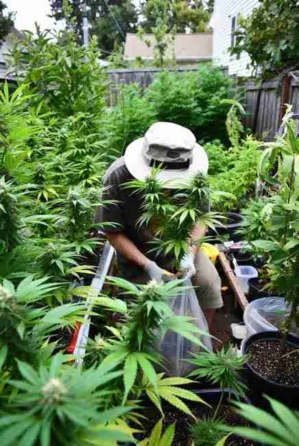 Home cannabis breeding in action: grower kneeling in lush backyard garden isolating male cannabis plant, collecting pollen sacks into bag among tall vigorous plants and gardening tools, perfect step-by-step for creating custom strains in DIY cannabis genetics and crossbreeding