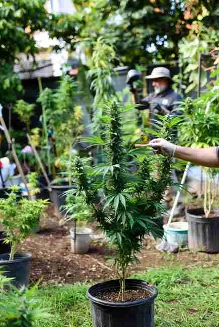 Buy pollen for crossbreeding: close-up of gloved hands holding Green Avenger pollen jar while dusting female cannabis buds in outdoor grow setup, misty backyard scene with tall vigorous plants, ideal for home cannabis breeding and accessing rare genetics via reputable seedbanks
