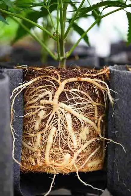 Healthy cannabis roots in a pot with a cannabis plant growing out the top of it