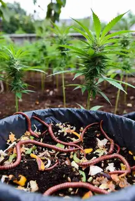 "Close-up of red wiggler worms actively composting organic kitchen waste into black gold vermicompost, boosting soil for cannabis growth – perfect example of worm bins for cannabis and vermicompost growing cannabis seeds success"