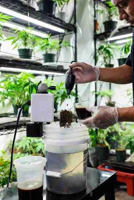 "Step-by-step worm tea recipe in action: bubbling vermicompost tea with air stone, pump, and molasses in a 5-gallon bucket – ideal for weekly soil drench or veg-stage foliar microbe boost using worm bins for cannabis and vermicompost growing cannabis seeds from Green Avenger Seeds"