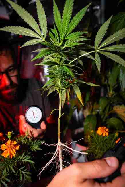 Exposed cannabis root system being checked for recovery with hygrometer monitoring humidity – post-vegetative stress recovery FAQ