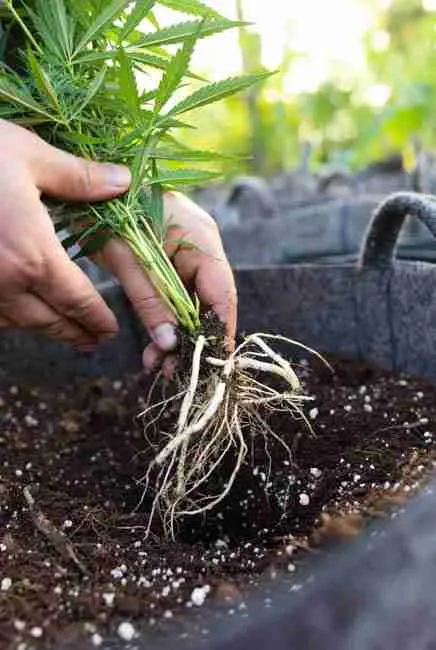 Grower hands carefully planting cannabis seedling with healthy white roots into amended soil in fabric pot, illustrating proper transplanting for optimal cannabis root oxygenation and strong establishment