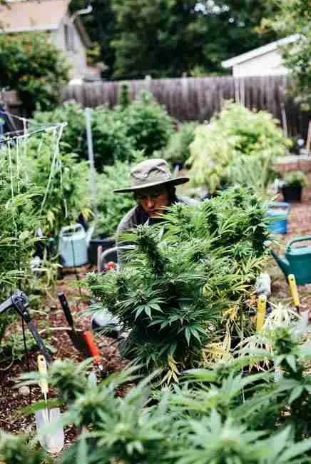 Home cannabis breeding stabilization: grower in lush backyard garden hunting phenotypes among F1 cannabis plants, selecting favorites like bushy varieties with purple buds during veg stage, surrounded by tools and potted plants for backcrossing