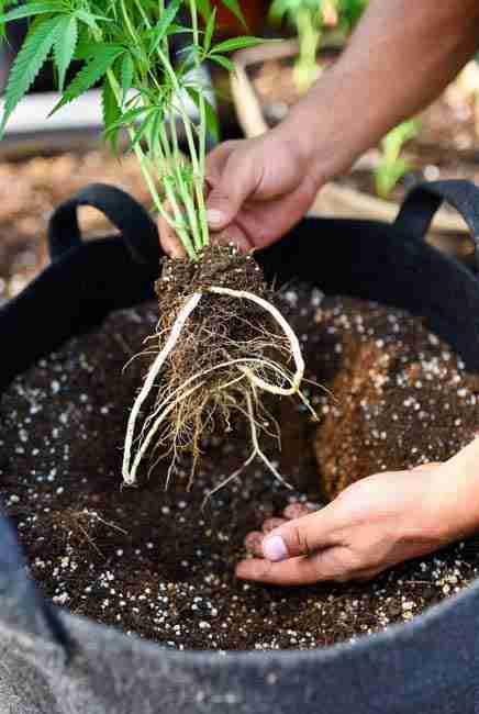 A cannabis grower showing health roots from a cannabis plant