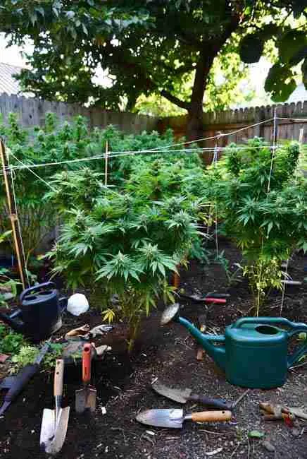 Ethical home cannabis breeding: responsible grower in lush backyard garden tending diverse cannabis plants while preserving biodiversity and avoiding inbreeding depression, surrounded by varied strains, native plants, and tools to respect origins and credit breeders in DIY cannabis genetics