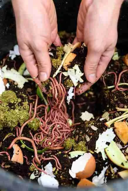"Hands feeding red wiggler worms approved green-light foods like veggie peels, fruit scraps, crushed eggshells, and coffee grounds in a worm bin – essential step in worm composting cannabis cultivation and vermicompost growing cannabis seeds at Green Avenger Seeds"