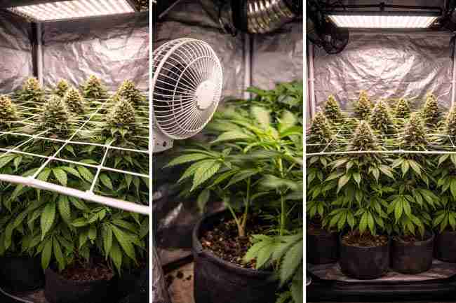 Flat cannabis canopy under a SCROG net with active airflow showing canopy control and airflow management in small grow tents